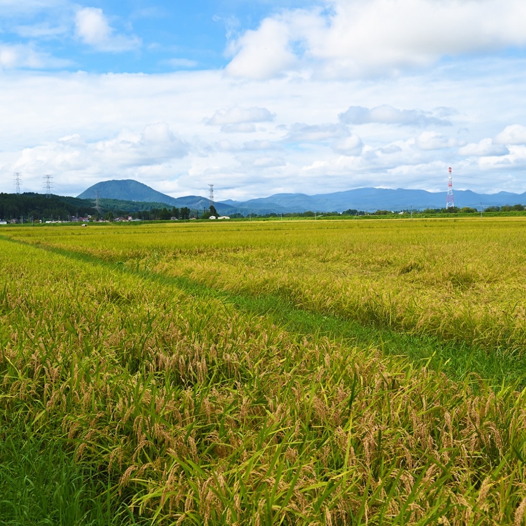 【2025年収穫】宮城県産ひとめぼれ（玄米）　選べるサイズ(3kg, 5kg, 10kg, 30kg) はらからの逸品 農家から直接買付し小分けしてお届け ※数量限定 ※全国送料込み価格（沖縄・離島を除く）