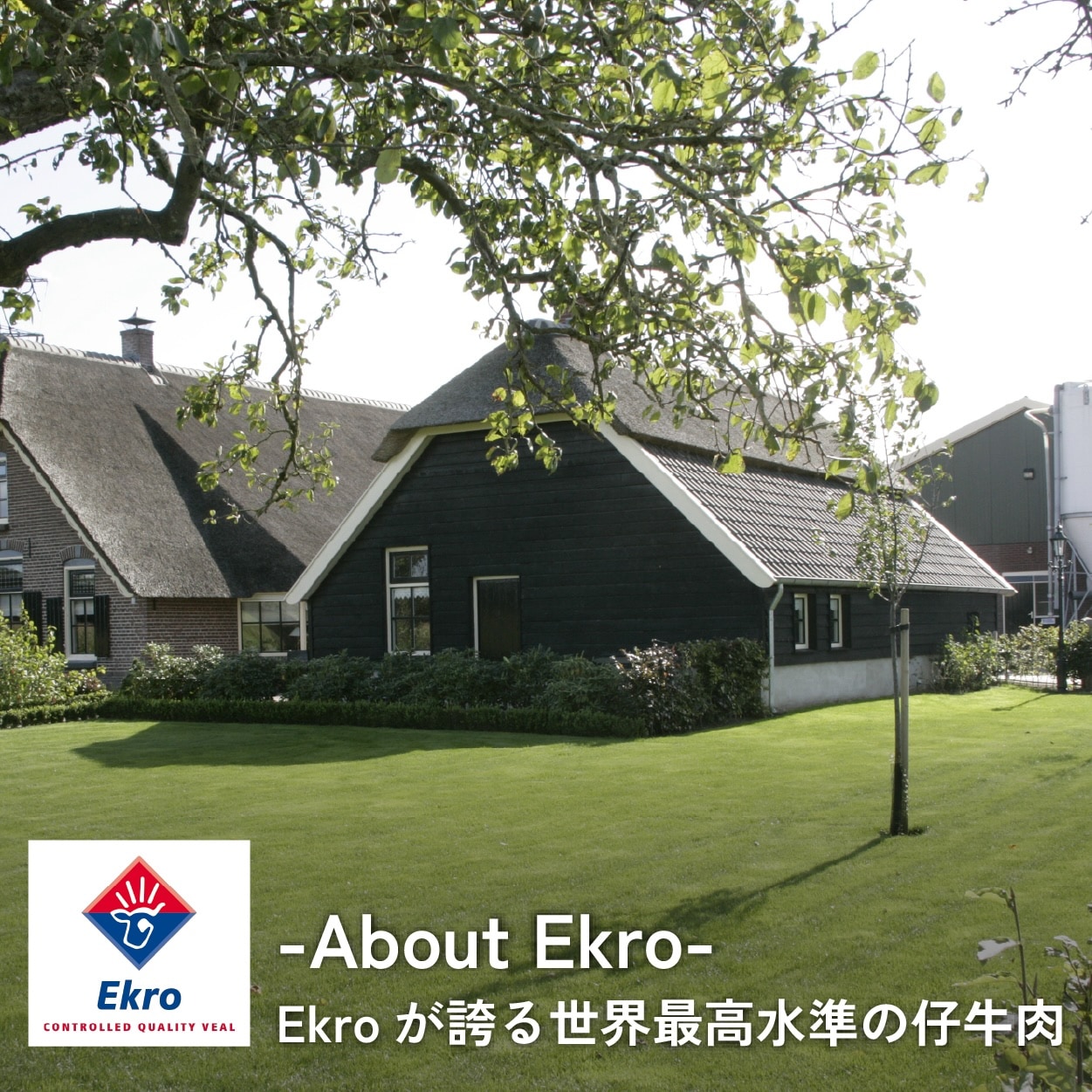 【お好みの厚さに自由にカット】はらからの逸品 / 仔牛のたん / クラウンカット / オランダ産仔牛を厳選使用 / 1本430g前後【送料込み】※沖縄・離島を除く