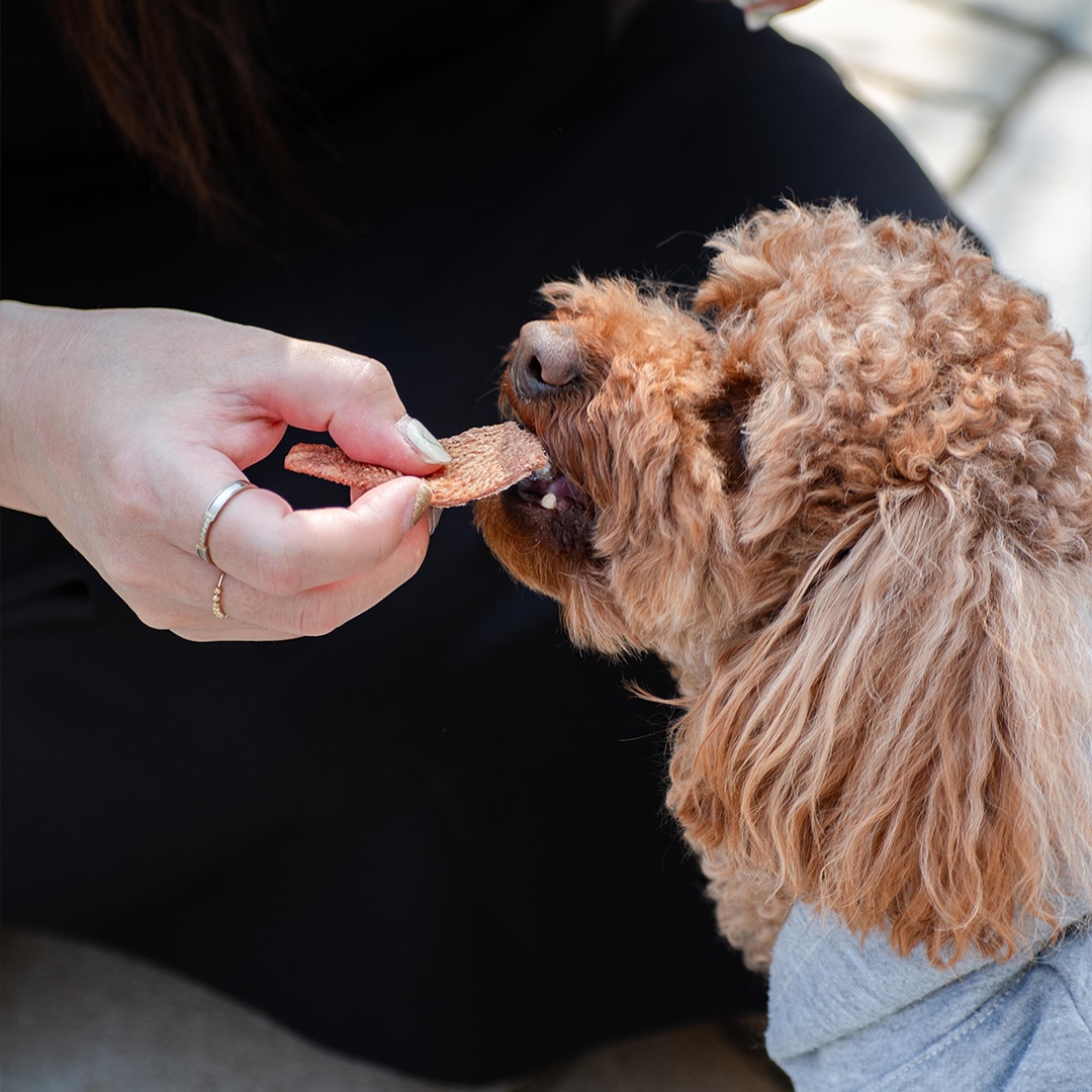 【はらからの逸品】セット販売 / 牛たん皮 フリーズドライ カット 選べるサイズ＆パック数（40g / 100g）【送料込み】※沖縄・離島を除く