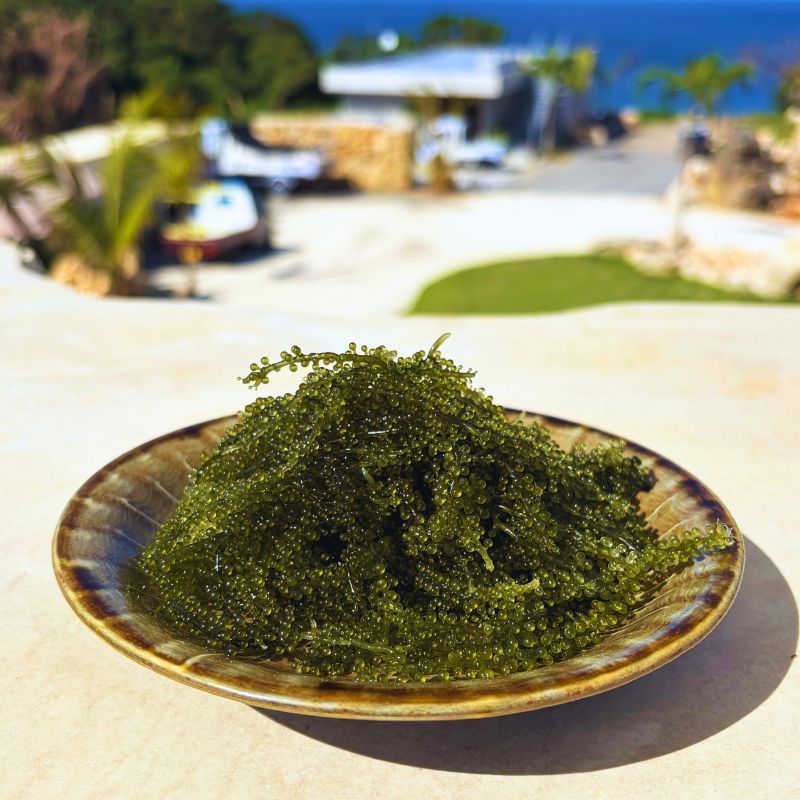 【お取り寄せグルメ】翠珠（すいじゅ）沖縄県産 海ぶどう A級品｜500g・1kg・2kgから選べる｜沖縄 海藻 ぷちぷち食感 ギフト