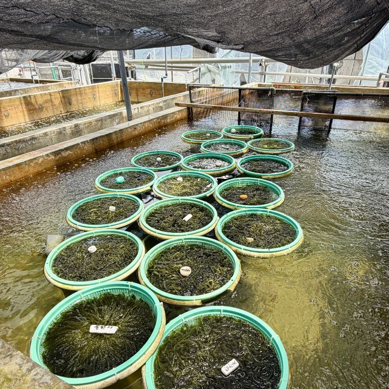【お取り寄せグルメ】翠珠（すいじゅ）沖縄県産 海ぶどう A級品｜500g・1kg・2kgから選べる｜沖縄 海藻 ぷちぷち食感 ギフト