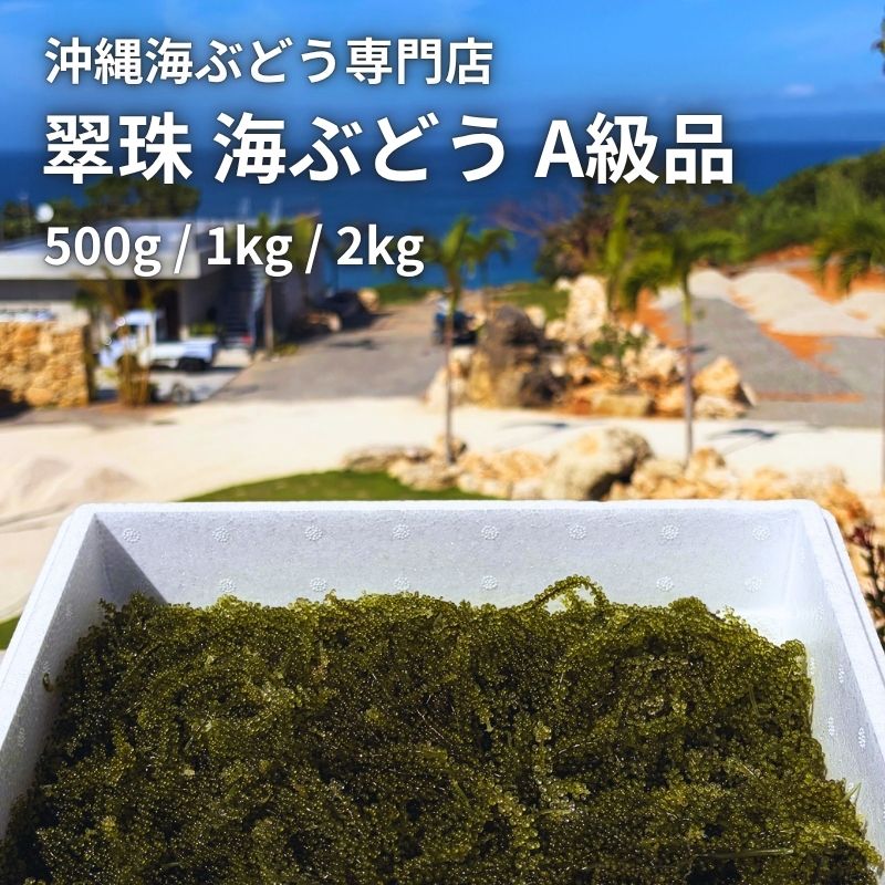 お取り寄せグルメ】翠珠（すいじゅ）沖縄県産 海ぶどう A級品｜500g