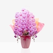 胡蝶蘭ピンク3本立【湖衣姫】