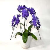 【天然青色胡蝶蘭】ブルージーン