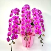 【小輪系胡蝶蘭】ベレッタ