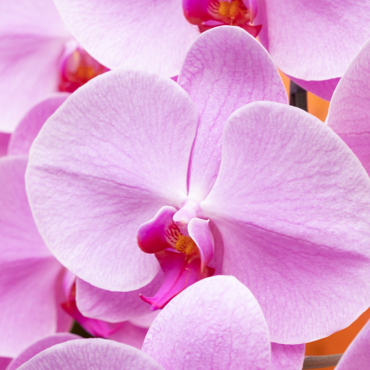 胡蝶蘭ピンク3本立【湖衣姫】