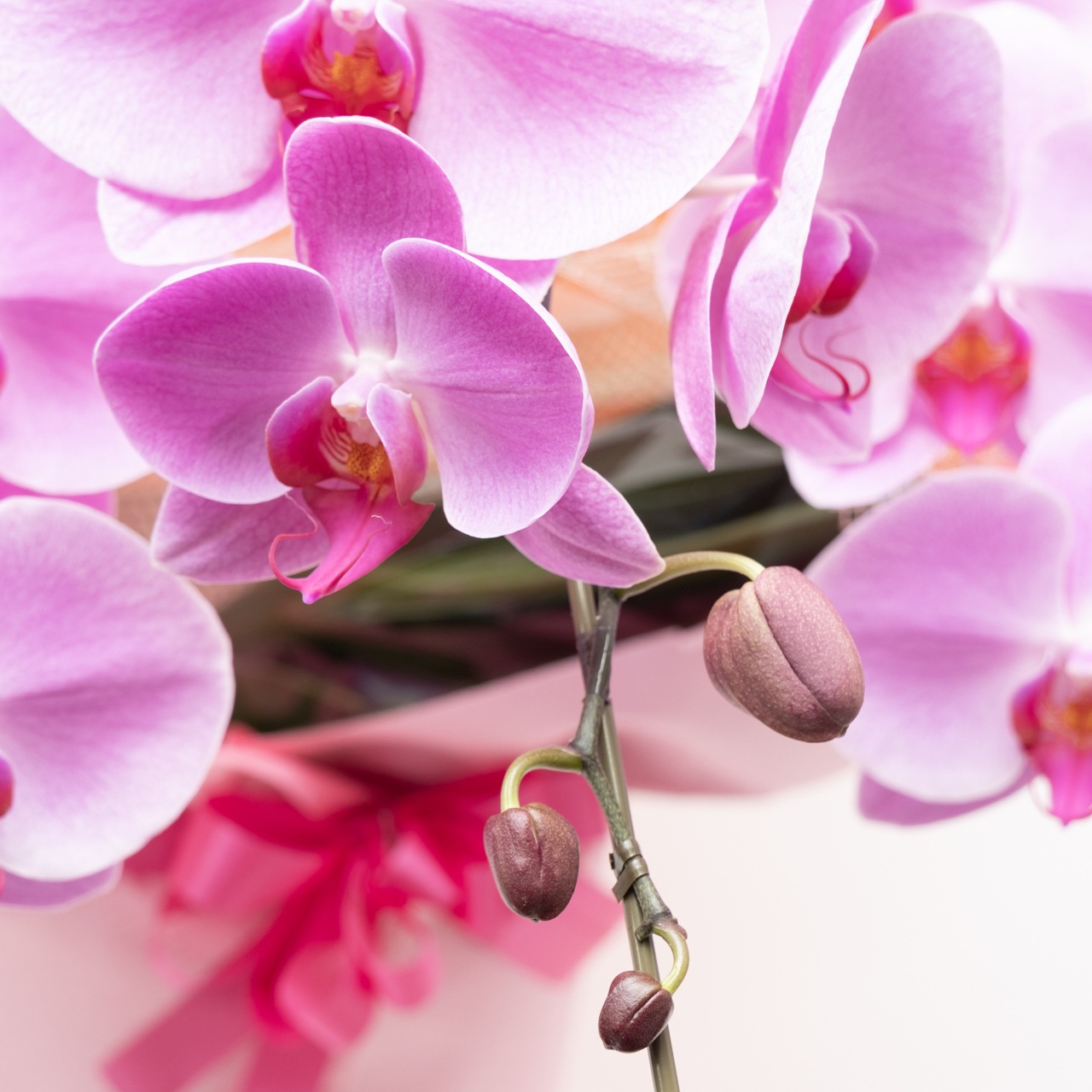 胡蝶蘭ピンク3本立【湖衣姫】