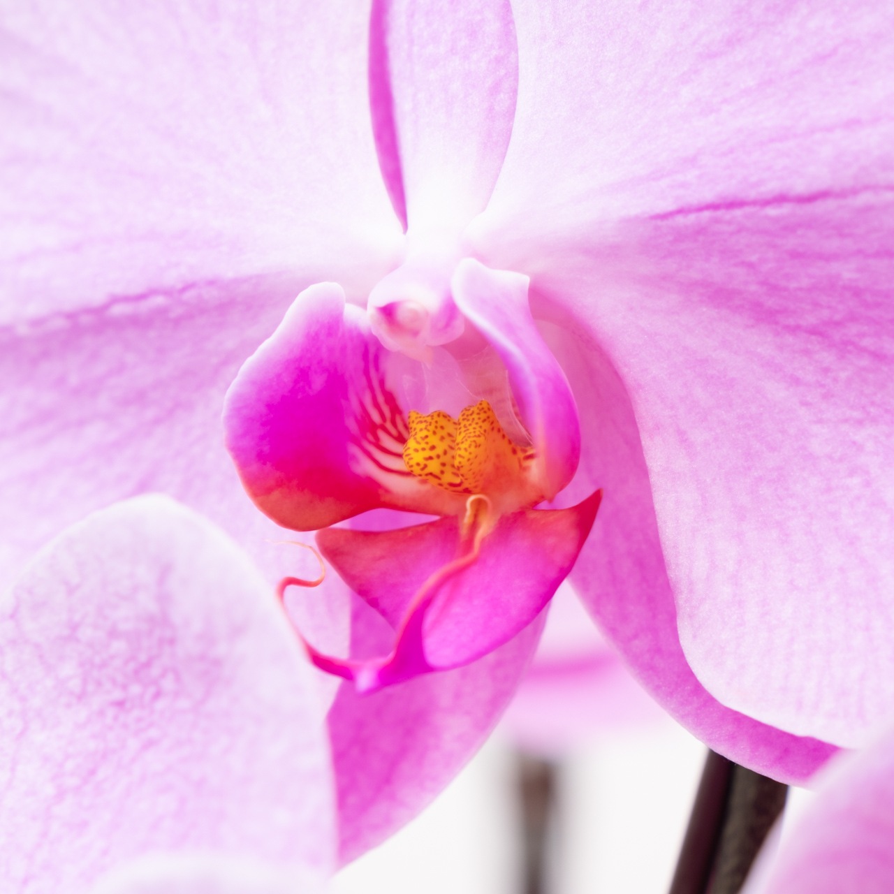 胡蝶蘭ピンク3本立【湖衣姫】