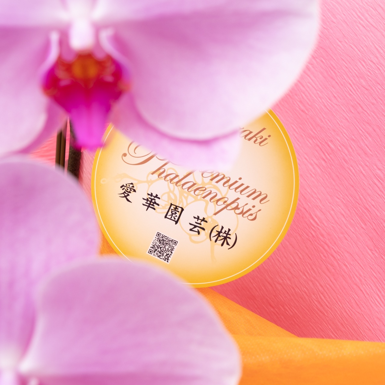 胡蝶蘭ピンク3本立【湖衣姫】