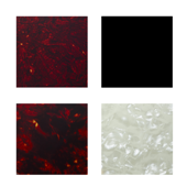 ��Option���ɲåԥå�������