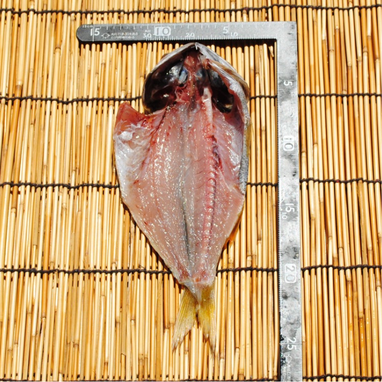 �ڹ񻺡۹���Ĵ�ʪ 1��--�ե�äȤ��ƻ餿�äפ�����鴳ʪ�ˤ��Ƥ�¤���̣��!