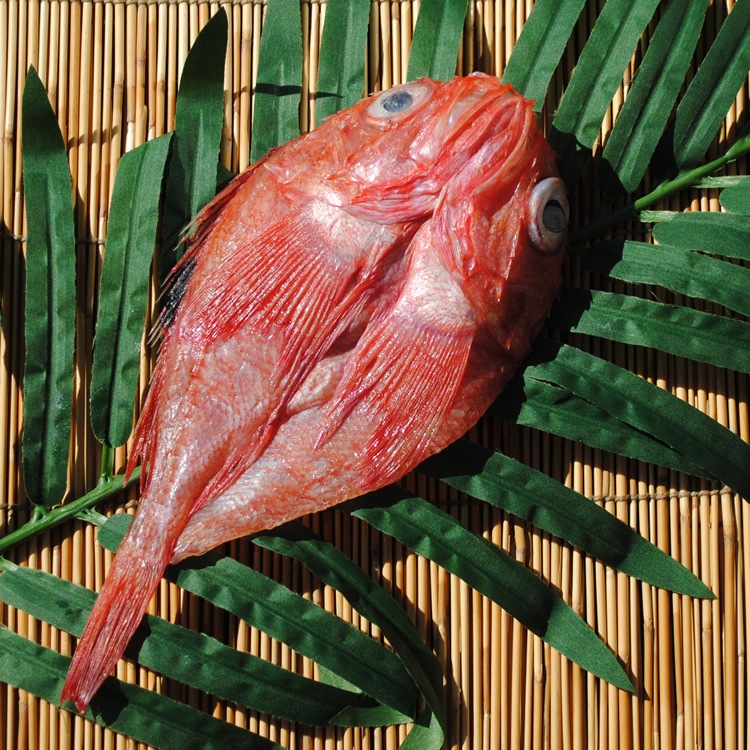 �ڹ񻺡۾����󥭴�ʪ��1����֤Τɤ����פ������Ρ��֥�Ρ�����(�ȼ�)�Ǥ�����ΤäƤޤ�!!