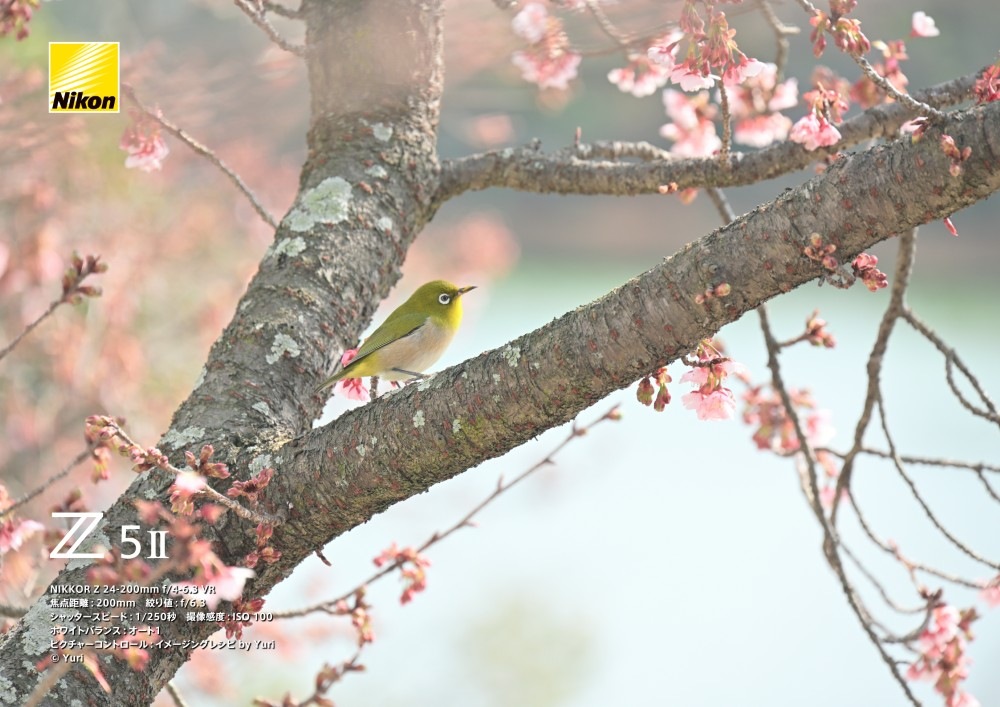 Nikon Z5II 24-200 レンズキット 今なら純正予備バッテリー1個