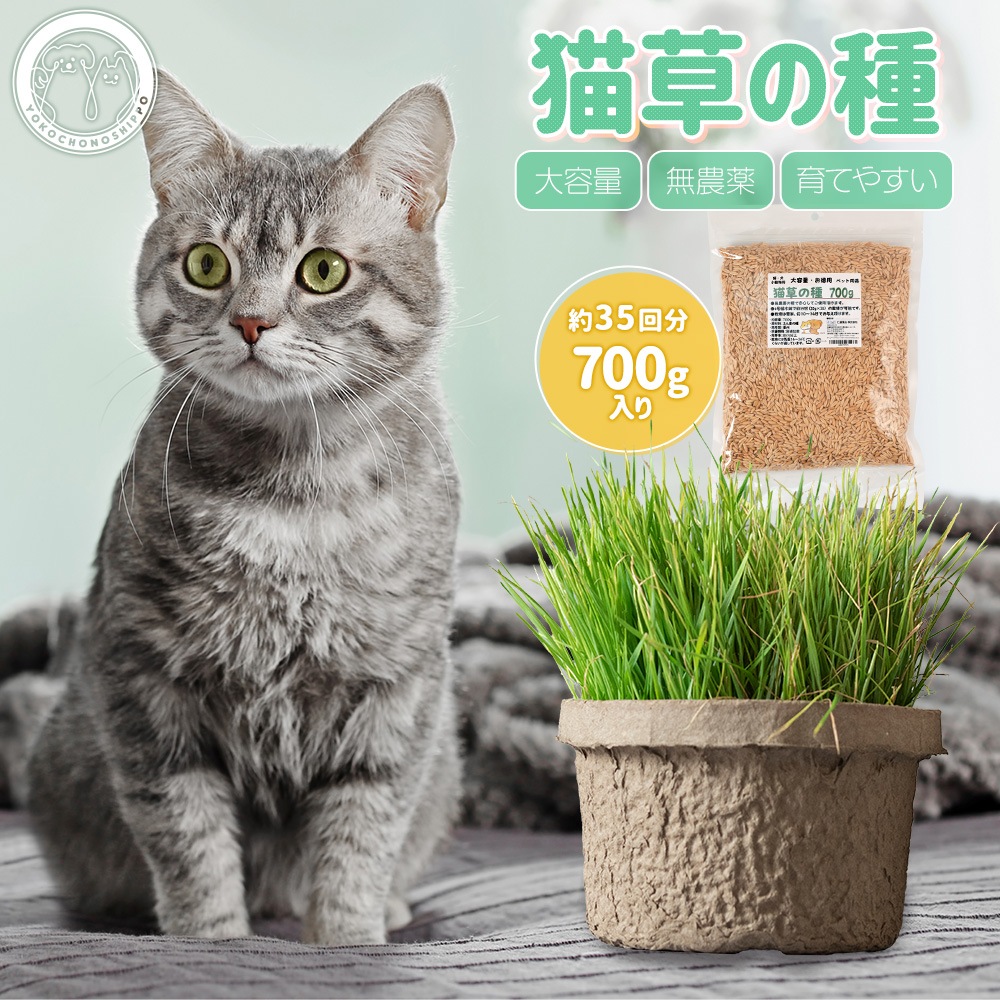 猫草 種 700g 猫 犬 燕麦 オーツ麦 愛猫 愛犬 ペット 大容量 無