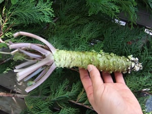 �ܤ蘆��3L������1������