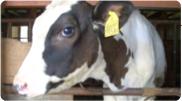 北海道 チーズ 誇り高きチーズ6品Aセット（木箱付） ウオッシュ系[おこっぺ山のチーズ]が丸ごと400g