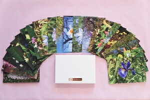 FE2)花写真カードボックス 2【リサーチエッセンスの花々】