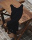 �ڴ��ָ���ݥ����5%��10/18(��)23:59�ޤǡۡ�ͽ���ʡ�TODAYFUL �ȥ��ǥ��ե�  Shrink Lace Dress 12710302 4�����5��������ͽ�� /����󥻥������Բľ���