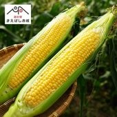 [道の駅まえばし赤城]  太陽のとうもろこし (黄) 10本