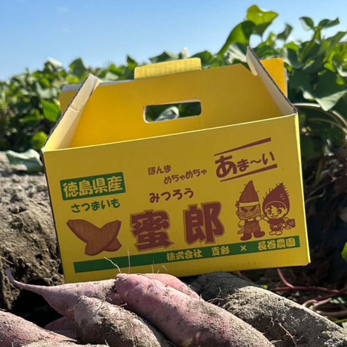 貴彩] 徳島県産 人気3種食べ比べセット 各1kg(里浦だいちゃん、蜜郎