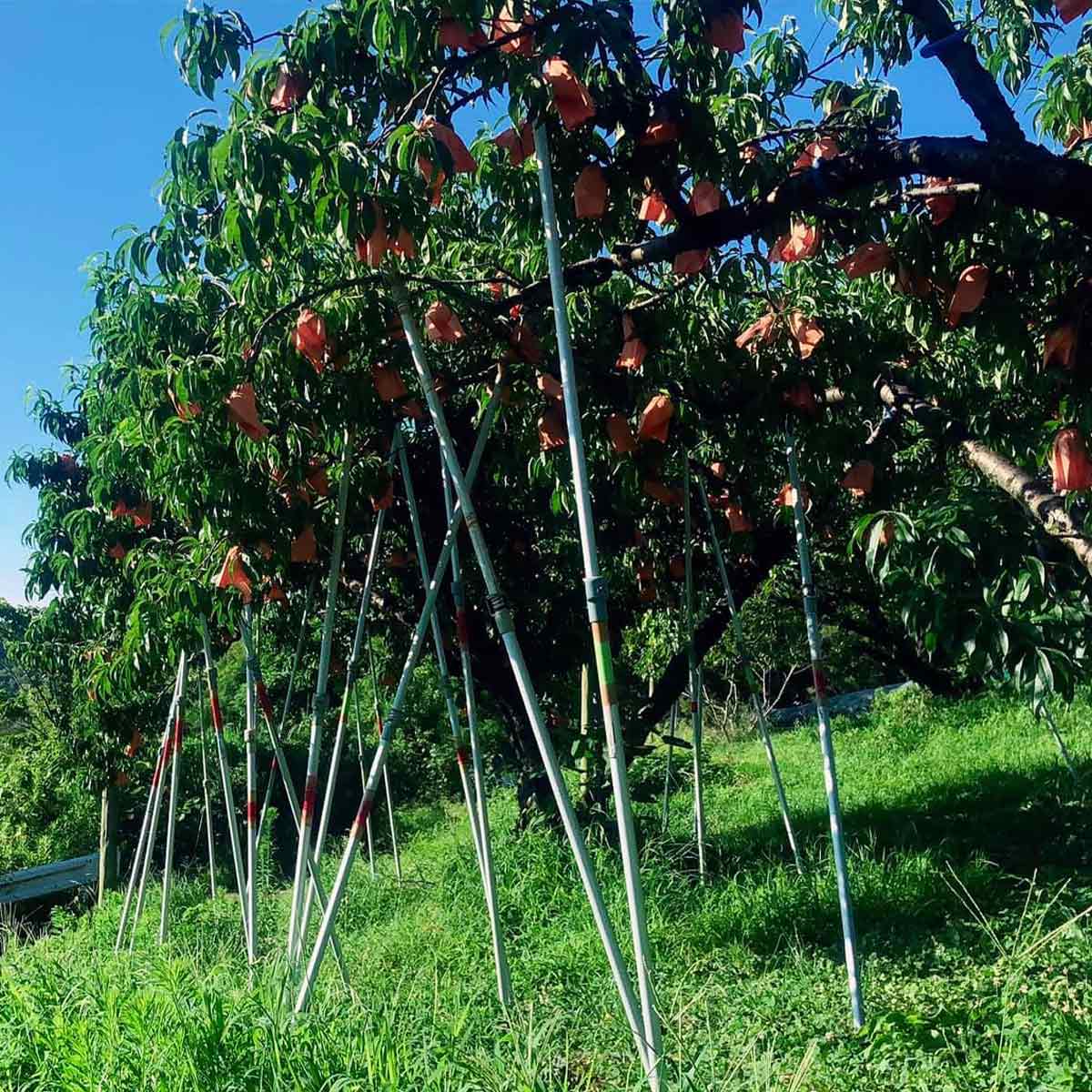 果樂] 【贈答用/品種おまかせ】岡山県産 白桃 3玉 【6月下旬頃～順次