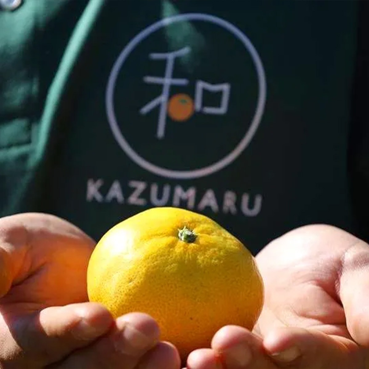 森本農園] 極早生みかん 大玉2L 10kg | 和歌山県 | ご当地グルメ・名産