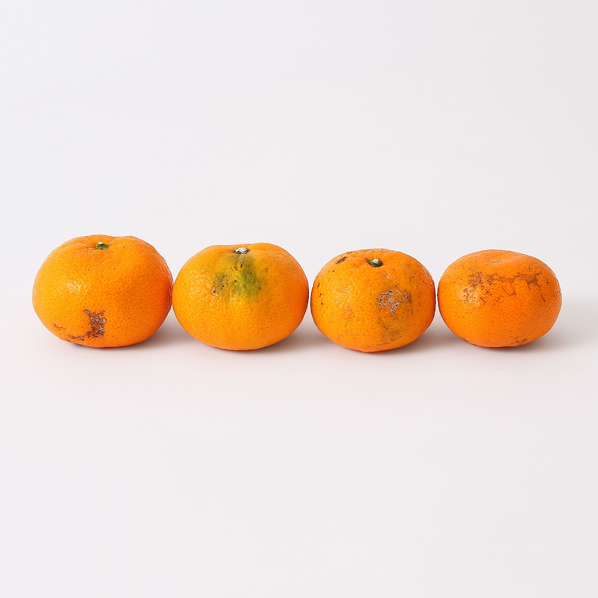 フレッシュつちやま] 吉田みかん 家庭用 5kg 【発送時期:9月中旬頃