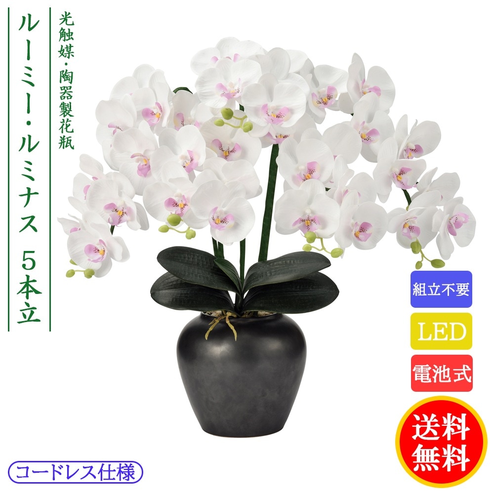 ������ ���� ���� ������� ����� �ߥ� ���礦���� �롼�ߡ���ߥʥ� ��ĳ�� ����Ω LED �����ɥ쥹 ���Ӽ� ƫ�������� ������ �Ϻ� 2024