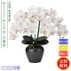 ������ ���� ���� ������� ����� �ߥ� ���礦���� �롼�ߡ���ߥʥ� ��ĳ�� ����Ω LED �����ɥ쥹 ���Ӽ� ƫ�������� ������ �Ϻ� 2024