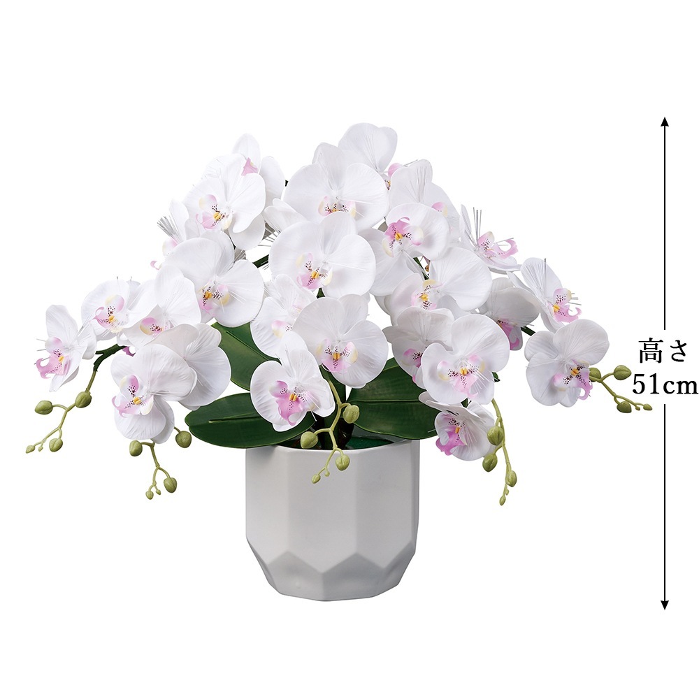 ������ ���� ���� ������� ����� �ߥ� ���礦���� �����ɥ�ߥʥ� STD ��ĳ�� 5��Ω �ŵ������ɼ� �Ϻ� 2024