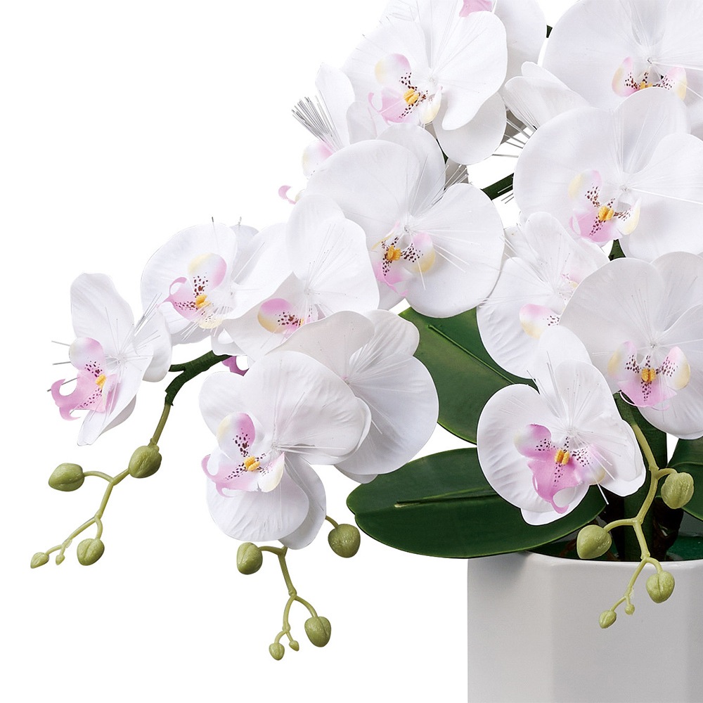 ������ ���� ���� ������� ����� �ߥ� ���礦���� �����ɥ�ߥʥ� STD ��ĳ�� 5��Ω �ŵ������ɼ� �Ϻ� 2024