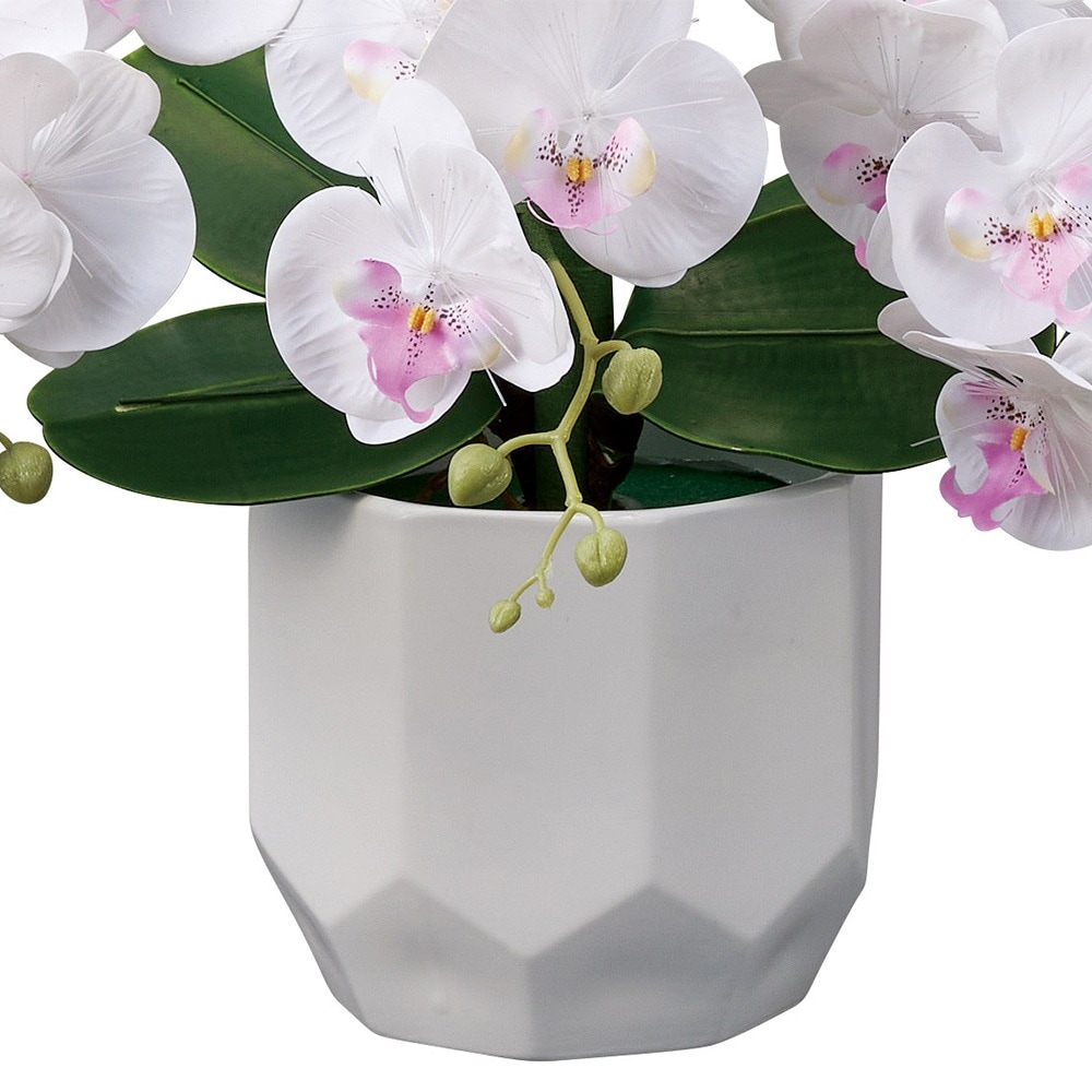 ������ ���� ���� ������� ����� �ߥ� ���礦���� �����ɥ�ߥʥ� STD ��ĳ�� 5��Ω �ŵ������ɼ� �Ϻ� 2024