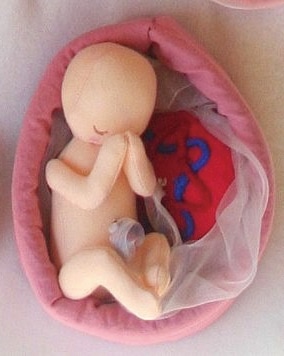 4ヶ月胎児モデル