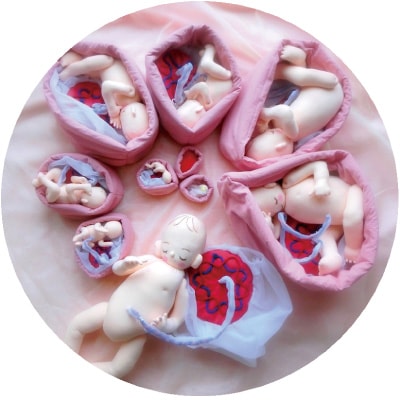 1～10ヶ月胎児モデルセット