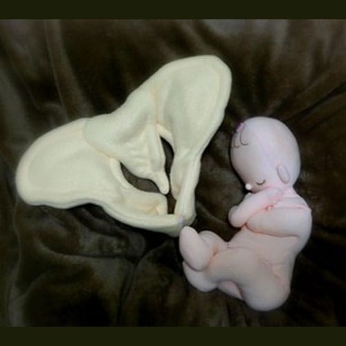 骨盤＋胎児人形 助産実習セットA