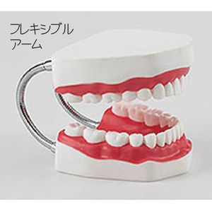 ���ߤ�����Ƴ���Ϸ�  ��ʬ���緿���֥饷��°