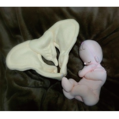 骨盤＋胎児人形～ 助産実習セットA