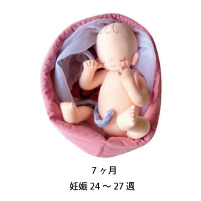 1～10ヶ月胎児モデルセット