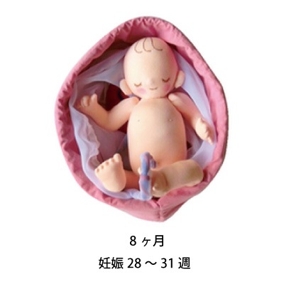 【未使用】９ヵ月胎児モデル人形セット 未使用】9ヵ月胎児モデル人形セット - メルカリ