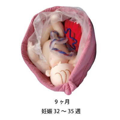 1～10ヶ月胎児モデルセット