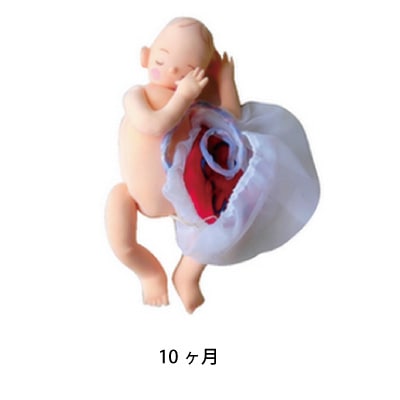 ハンドメイドの布製新生児人形 胎盤付き 胎児人形セット/3、6、9ヶ月