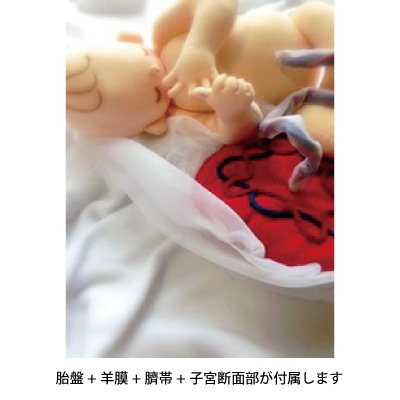 胎児回旋モデルmini 胎児人形モデル 胎児回旋モデルmini -株式会社エムシーピー