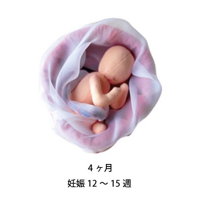胎児 模型 模型 プラモデル 胎児4Dモデル - 胎児臓器成長モデル胎児