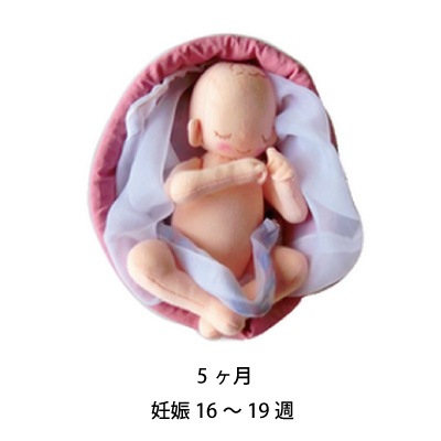1～10ヶ月胎児モデルセット