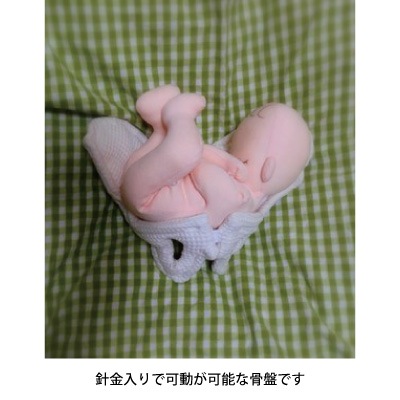 【助産師実習用】赤ちゃん人形と骨盤模型 両親教室や子育て支援講座での分娩教材用のセット 赤ちゃん人形の専門