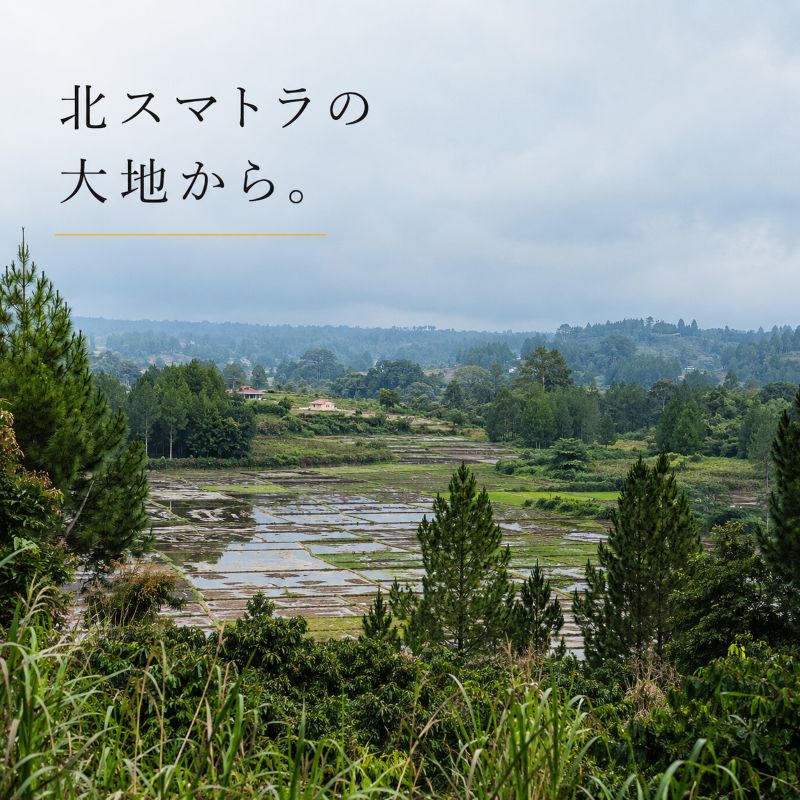 マンデリン・リントン(生豆)1㎏｜焙煎後にお届け【西山珈琲公式通販】