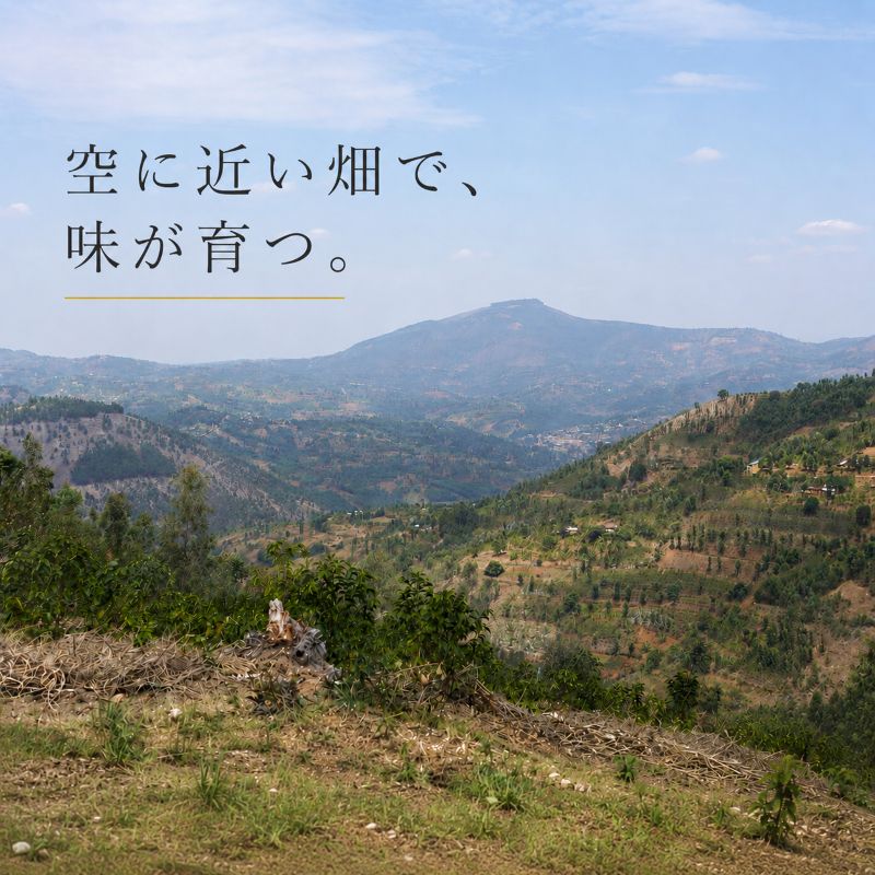 ルワンダ・フイエマウンテン(生豆)1㎏｜焙煎後にお届け【西山珈琲公式
