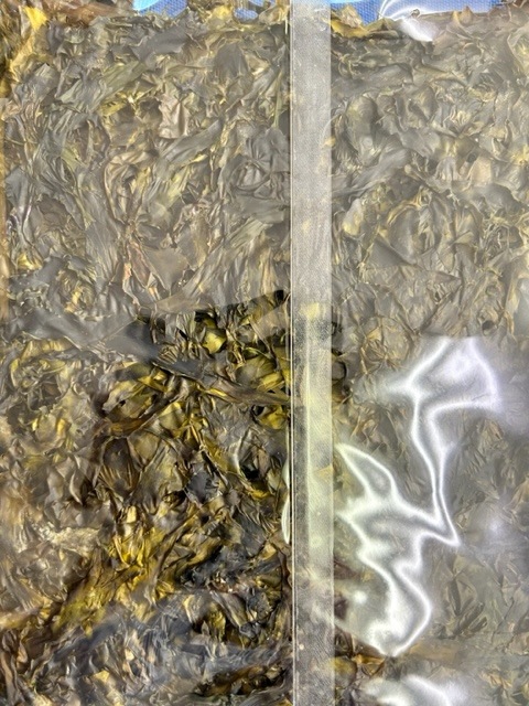 2023ǯ12���ʪ���١��ϤФΤꡡ�������ꡡ����̵��(�ݥ�����ȡ)���Ϥг��ݡ��ϥХΥꡡ�ڹ��� �츻