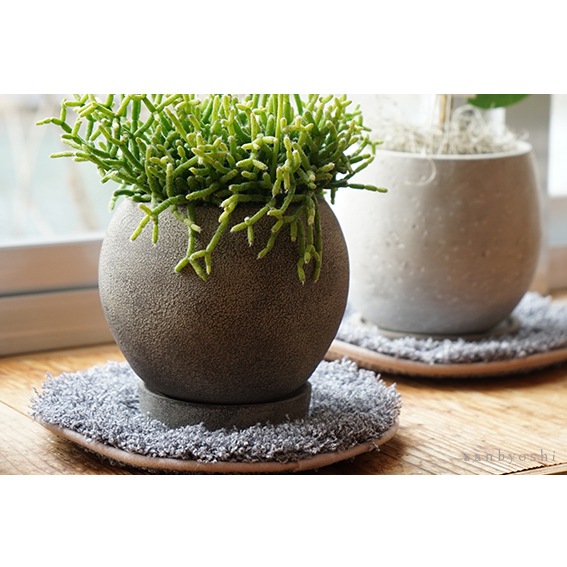 PLANTS' RUG (ץĥ饰)calmland