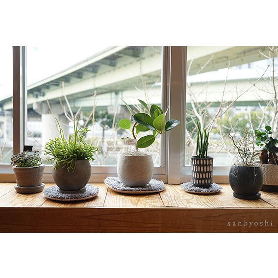 PLANTS' RUG (ץĥ饰)calmland